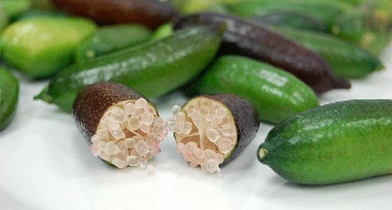 20110922_fingerlime1