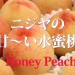 Honey Peach / 水蜜桃　入荷しました。