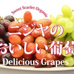 Grapes! / 葡萄、新入荷！