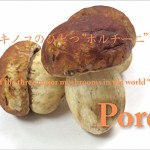 One of the three major mushrooms in the world “Porcini”<br> 世界三大キノコのひとつ“ポルチー二”